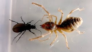 Жужелица vs Сольпуга Ground Beetle vs Camel Spider [upl. by Laro1]