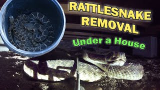 Removing Rattlesnakes from UNDER a HOUSE [upl. by Esikram]