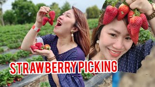 Australia Strawberry Picking ExperienceBeerenberg Strawberries Hahndorf [upl. by Eillime]