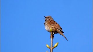 Singing Dunnock [upl. by Ordep274]