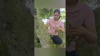 Harvest Figs Goes To Countryside Market Sell  Linh Bushcraft harvest bushcraft figs [upl. by Navap]