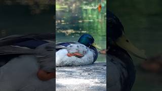 Day of Leisure Sleepy Mallard Ducks Enjoying Feather Care Nature Relaxation bibbobbib birds [upl. by Campball]