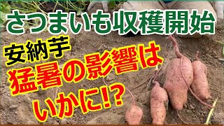 2024年 猛暑の影響はいかに？ さつまいも収穫開始‼︎ [upl. by Oisorbma]