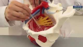 Bony Pelvis amp Pelvic Cavity Part 2 [upl. by Skipper]