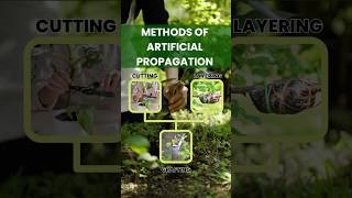 Artificial Propagation Methods Explained Cutting Layering amp Grafting [upl. by Aynotan]