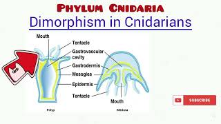 Phylum Cnidaria updated [upl. by Paquito25]