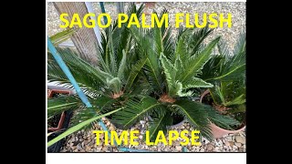 Sago Palm Cycas Revoluta New Flush Time Lapse [upl. by Oettam452]