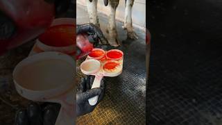 Mastitis test cow veterinary animals milking farming [upl. by Edelsten232]