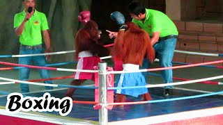 Orangutan Boxing So Funny in 2021 Best funny video monkeys boxing at the zoo [upl. by Nylesoj]