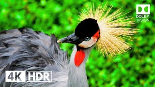 The Craziest HDR 4K 60fps Dolby Vision  4K Video Ultra HD [upl. by Kate790]