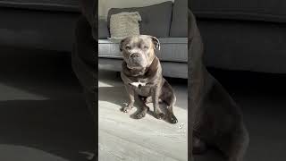 Stunning dog staffie dog staffordshirebullterrier dogmom [upl. by Yankee]