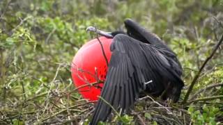 Frigate bird mating call [upl. by Ttevi]