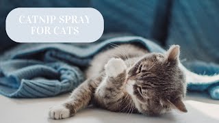 AmeizPet Catnip Spray for Cats [upl. by Elizabeth312]