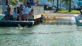 I Told You it Would Happen  Fred the Croc Terrorizes the Boat Ramp  Black Point Marina [upl. by Hepsoj]