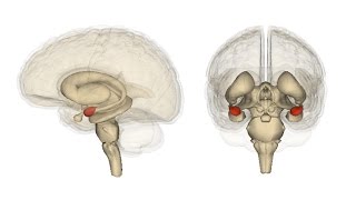 Communication Between the Amygdala and the Frontal Lobe [upl. by Lotz]