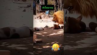 LION PRANK ON STREET DOG 😭😂🤣 animals lion dog prank funny dogs viralvideo shorts tiktok [upl. by Neufer191]