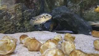 Young male Lamprologus callipterus guarding nest [upl. by Orbadiah]