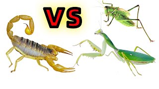 螳螂 VS 蟈蟈 VS 毒蠍子  Mantis vs scorpion vs katydid [upl. by Adiahs]