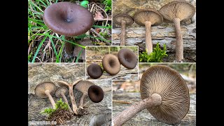 Kaffeebrauner Gabeltrichterling Kaffeebrauner Trichterling  Pseudoclitocybe cyathiformis [upl. by Yelrac21]