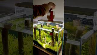 Filter cleaning aquarium aquascape fishkeeping bettafish fish fishtank [upl. by Prince]