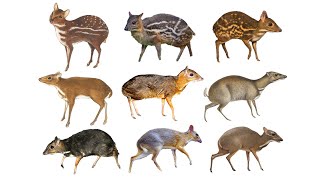 Species of MouseDeers Chevrotains  Family Tragulidae [upl. by Inobe]