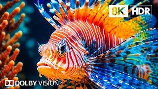 Undersea Kingdom in 8K HDR  Dolby Vision™ [upl. by Lemart]