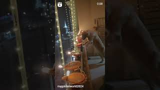 Goldies 1st Diwali 🪔🎆 youtubeshorts goldenretreivers doglover goldenpupppy diwali diwali2024 [upl. by Anelhtac]