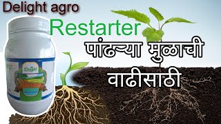 पांढऱ्या मुळांची वाढ  root development  restarter  delight agro  organic seaweed extract [upl. by Havstad]