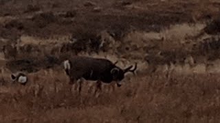 deer grazing in Montana fall [upl. by Adimra]