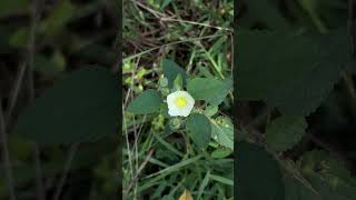 Flowers of Sida cordifolia [upl. by Koralie499]