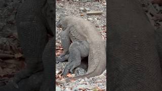 Omg poor female Komodo dragon [upl. by Schram]