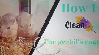 How I clean the gerbil cage 🧹 [upl. by Tristis]