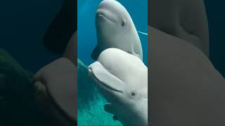 Beluga Whales The Arctics White Wonders [upl. by Hera]