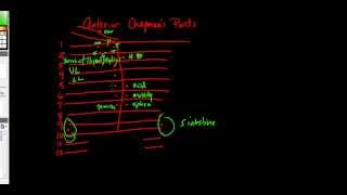 How to Draw Out Anterior Chapmans Points for COMLEX [upl. by Ikairik496]