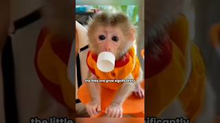 abandoned baby monkey grows up to become a household helper shortvideo monkeypetshortsanimal [upl. by Nebeur]