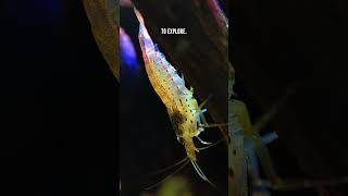 Amano Shrimp 🦐 Ideal Aquarium Setup Tips [upl. by Narok]