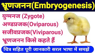 oviparous and viviparous in hindi  embryogenesis class 12  अण्डप्रजक और सजीवप्रजक जंतु  Biology [upl. by Nnahaid836]