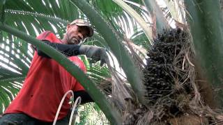 Todo el proceso de la palma de aceite en Escuela de Campo Capítulo Completo [upl. by Hakilam438]