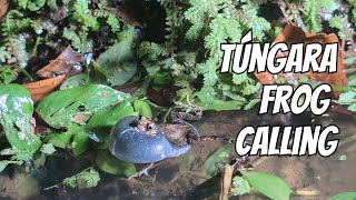 Túngara Frog Calling  Engystomops pustulosus  Panama [upl. by Lejna]