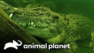 Ataque do crocodilo de água salgada  Perigo na Austrália  Animal Planet Brasil [upl. by Lydnek992]