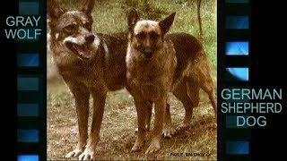 German Shepherd vs Wolf  response to a command [upl. by Bainbridge]