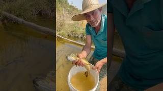 mais uma bruta de traíra🐟 para o lago fishing pesca pescaria peixe [upl. by Barthel]