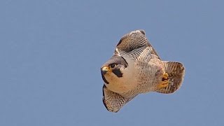 Peregrino picadoPeregrine falcon stoop [upl. by Gavrila]