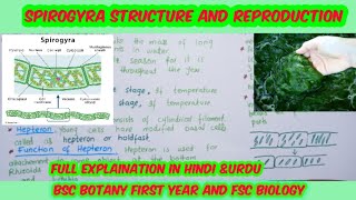 Spirogyrabiology lectureReproduction in spirogyraBSc botany first year [upl. by Cynth763]