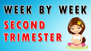 Week by Week Second Trimester [upl. by Dloraj]