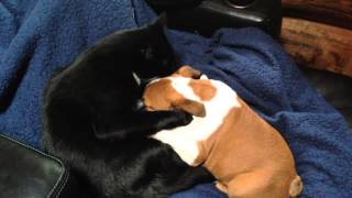 Cat welcomes English Bulldog puppy to the family with kisses [upl. by Sussi]