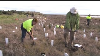 Community planting in the Coorong Lower Lakes and Murray Mouth region [upl. by Chaney475]