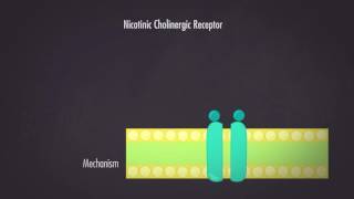 Nicotinic Cholinergic Receptor [upl. by Nahgeam]