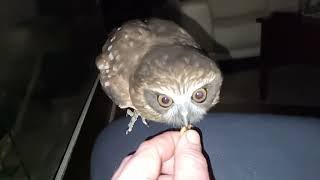 morepork ruru owl slomotion animals exoticpetsshort beautifulowl harrypotterbirds australia [upl. by Baumbaugh]