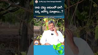 రావి చెట్టు ఆకులలో దాగి ఉన్న ఆరోగ్య సూత్రాలు  Youtube Shorts sreesannidhitv [upl. by Senoj42]